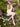Charlie B - Women's Dresses - Summer Dresses, Printed, Linen, Midi and Maxi Dresses